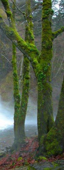 Mossy Trees at Horsetail Falls